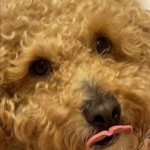 Meet your Posher, Emma